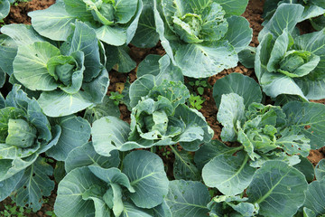 green cabbage in growth at vegetable garden