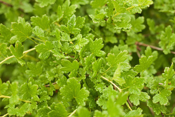 Leaves on gooseberry bush