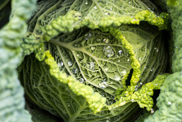Obraz premium Savoy cabbage leaves with watter drops