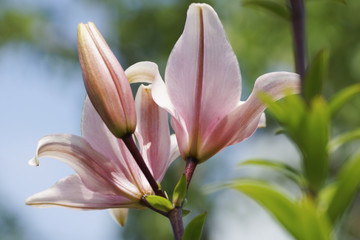 Fototapeta premium Pink lily flower in the garden.