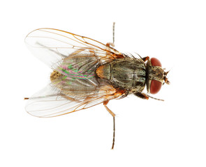 Usual fly close up