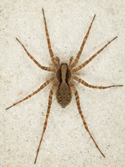 Big brown spider on wall