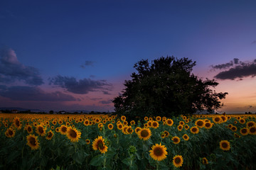 Fototapeta premium Sunflower field at sunset and dramatic sky
