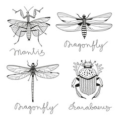 vector set with four hand drawn insects..