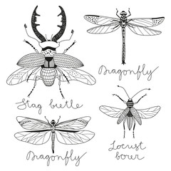 vector set with four hand drawn insects..