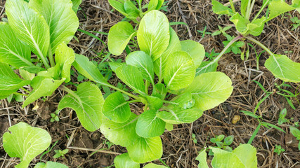 Cantonese plant in the vegetable garden.
