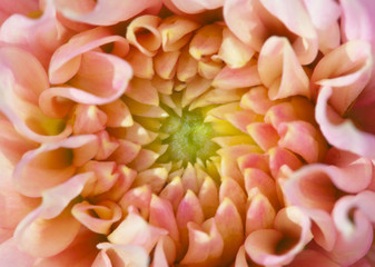 Core of big beautiful flower
