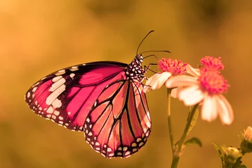Crédence de cuisine en verre imprimé Papillon papillon voler sur fleur
