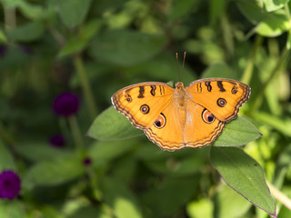 Close up orange butterfly in the garden 1