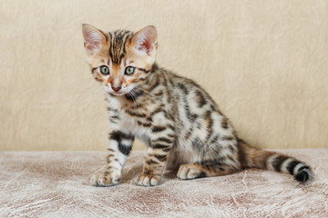 Single adorable brown spotted bengal kitten on neutral background