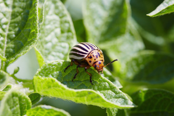 Colorado bug on potato leaves