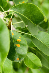 Birnengitterrost auf Birnenblättern