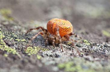 Female spider on stone