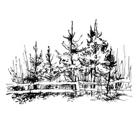 Trees sketch. Vector illustration.
