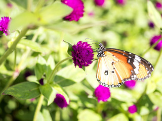 Close up butterfly in Globe amaranth flower 1