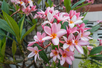 Frangipani (Plumeria) blossoms on the tree