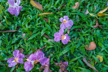 Yellow autumn pink flower on grass background textures