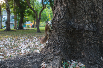 Brown and cream Squirrel Climbing tree