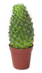 Small cactus in brown pot