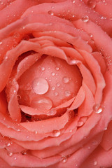 Rosa with dew drops close-up - background