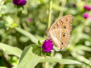 Close up butterfly in Globe amaranth flower 4