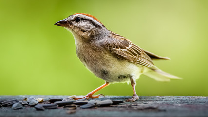 Immature swamp sparrow eating sunflower seeds on a railing isolated against a green background