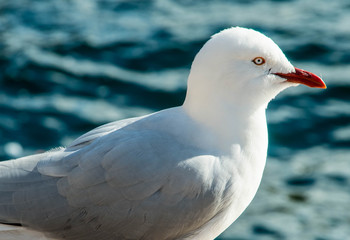 Australian sea gull