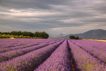 Fototapeta na wymiar Provence with Lavender field at sunset, Valensole Plateau area in south of France