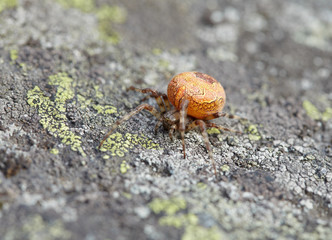 Large orange spider on stone