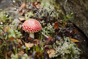 Red fly agaric