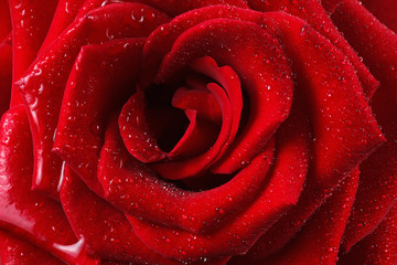 Red rose petal with drop