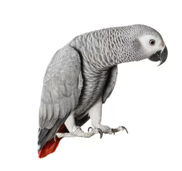 Foto op Canvas Gray parrot Jaco on a white background © avramchuk