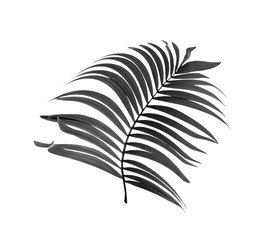 black leaves of palm tree isolated on white background