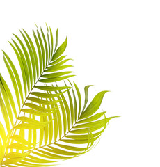 sun over green leaves of palm tree on white background