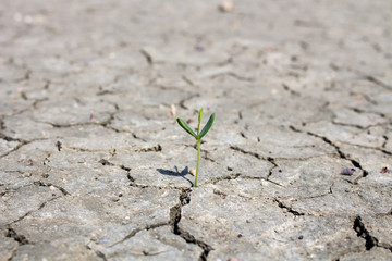 Photo new life plant dry areas, Concept and Ideas About Drought