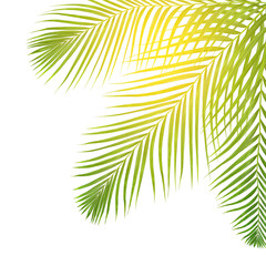 sun over green leaves of palm tree on white background