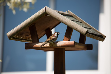Vogelhaus mit Spatz