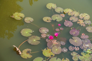 water lilies, nymphaea pubescens