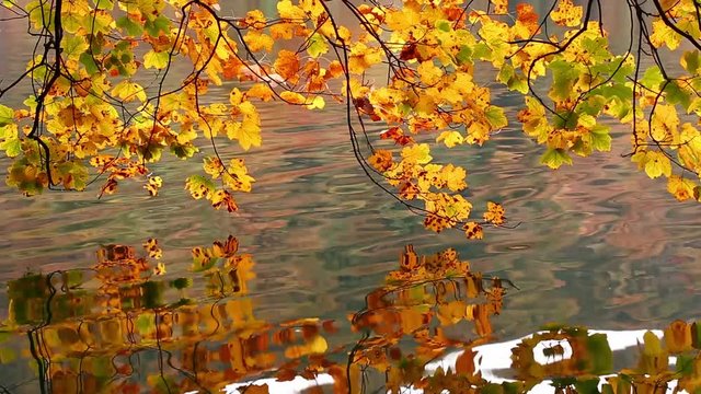 Feuilles d'automne