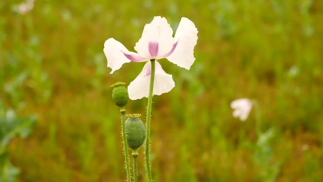 Gentle white poppy flower.. Field with green poppy heads in background. Papaver somniferum is the type of poppy from which opium and many refined opiates are extracted. 