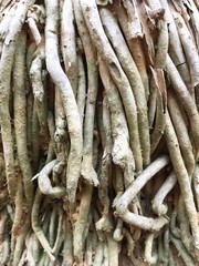 wood,tree texture background