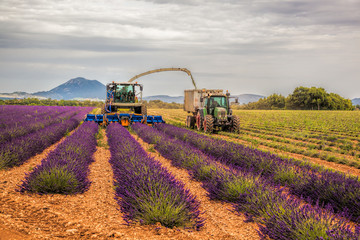 Lavender harvesting in Provence, France