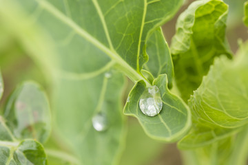 Morning dew drop on a leaf of kohlrabi.