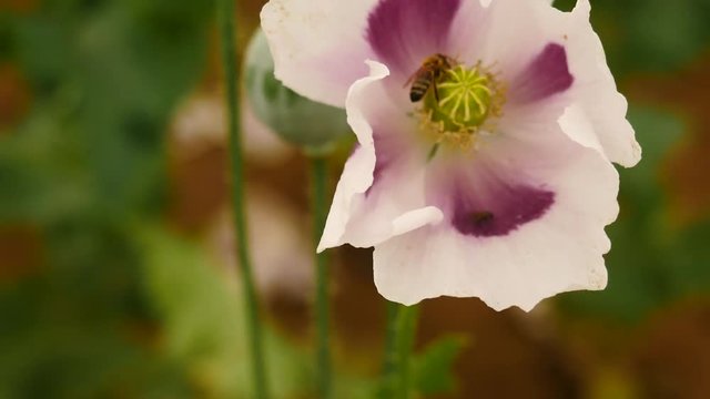 Open blossom of white  poppy flower. Bee and fly in open blossom, movement in the wind.  Papaver somniferum is the type of poppy from which opium and many refined opiates are extracted. 