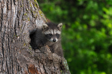 Young Raccoon (Procyon lotor) Paws Out of Knothole
