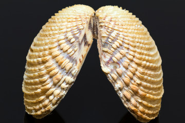 sea shell of bivalvia isolated on black background