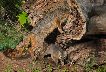 Naklejka na ściany i meble Grey Fox Vixen (Urocyon cinereoargenteus) Looks Into Log
