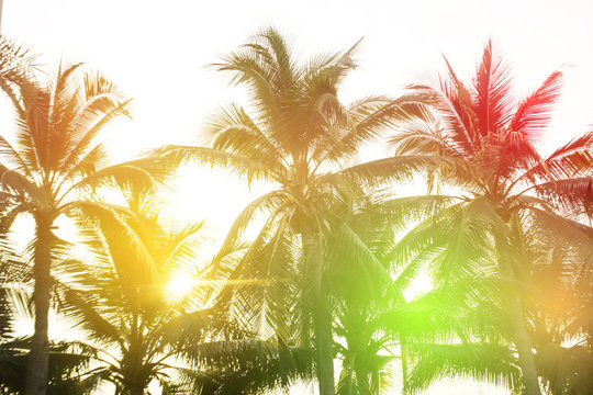 tropical palm trees on sky background