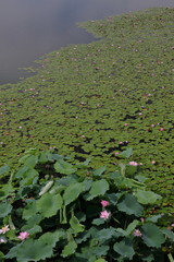 湿原に咲いた花