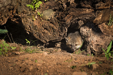 Grey Fox Kit (Urocyon cinereoargenteus) Peeks Out from Beneath L